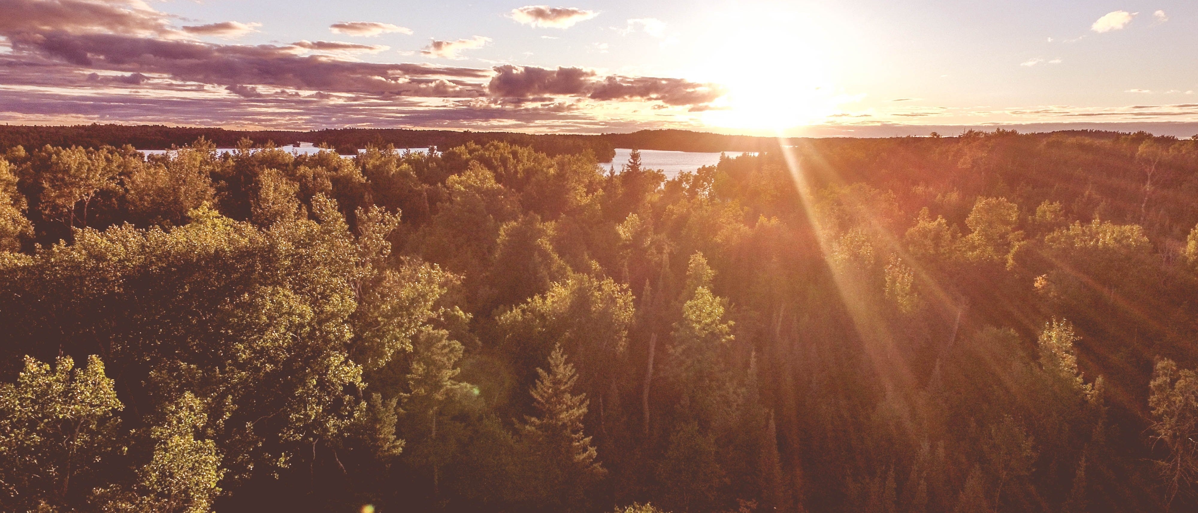 Sunrise over trees